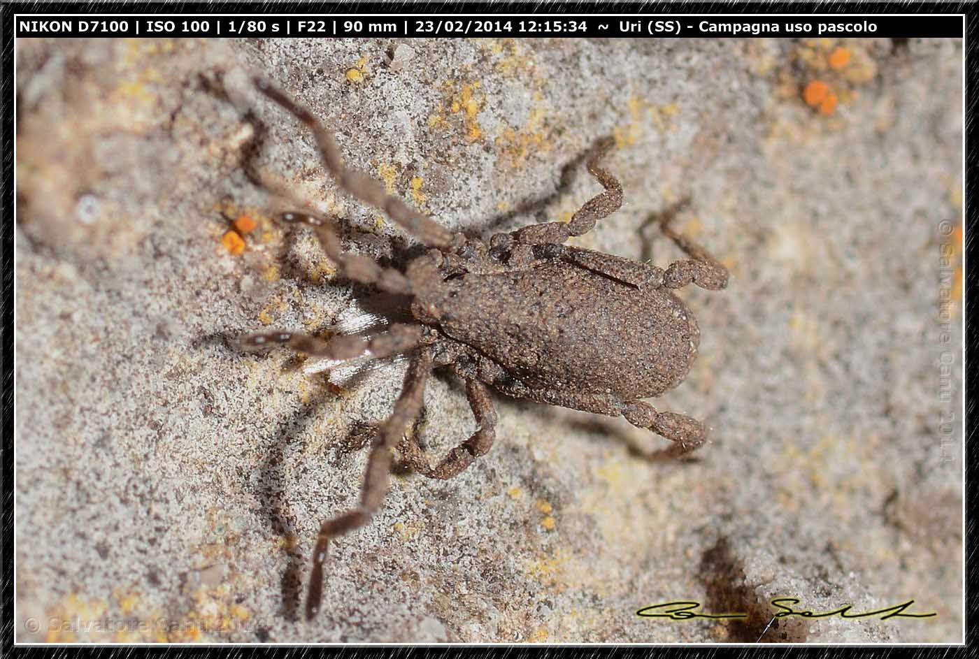 Anelasmocephalus brignolii, Trogulidae da Uri (SS)